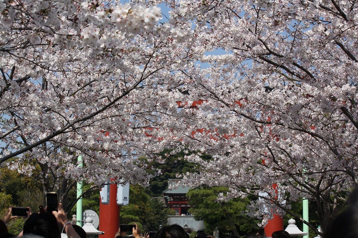 鶴岡八幡宮の段葛の桜並木