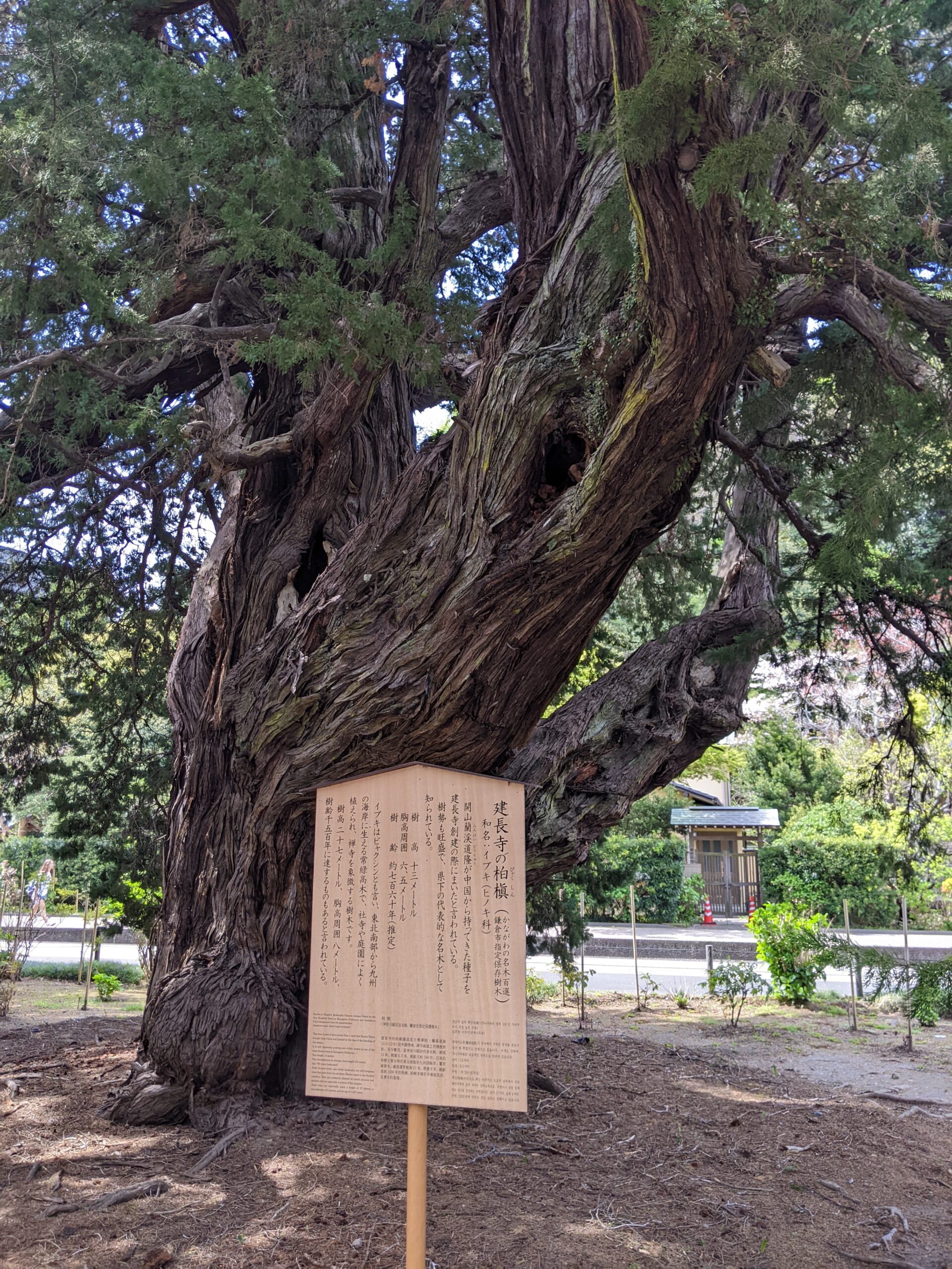 建長寺の柏槇